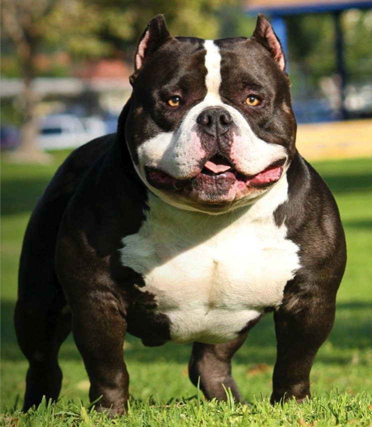 Gottiline pitbull shop kennels